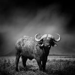 Black and White Image of A Buffalo-byrdyak-Photographic Print