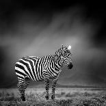 Black and White Image of A Zebra-byrdyak-Photographic Print