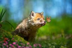 Red Fox, Vulpes Vulpes, Small Young Cub in Forest with Butterfly on Nose-Byrdyak-Photographic Print