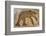 Byzantine bear mosaic, the Theater, Roman ruins of Bulla Regia, Tunisia-Nico Tondini-Framed Photographic Print