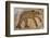 Byzantine bear mosaic, the Theater, Roman ruins of Bulla Regia, Tunisia-Nico Tondini-Framed Photographic Print