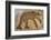 Byzantine bear mosaic, the Theater, Roman ruins of Bulla Regia, Tunisia-Nico Tondini-Framed Photographic Print