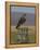 Bzzard (Buteo Buteo) on Fence Post, Captive, Cumbria, England, United Kingdom-Steve & Ann Toon-Framed Premier Image Canvas