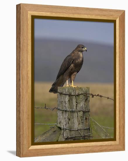 Bzzard (Buteo Buteo) on Fence Post, Captive, Cumbria, England, United Kingdom-Steve & Ann Toon-Framed Premier Image Canvas