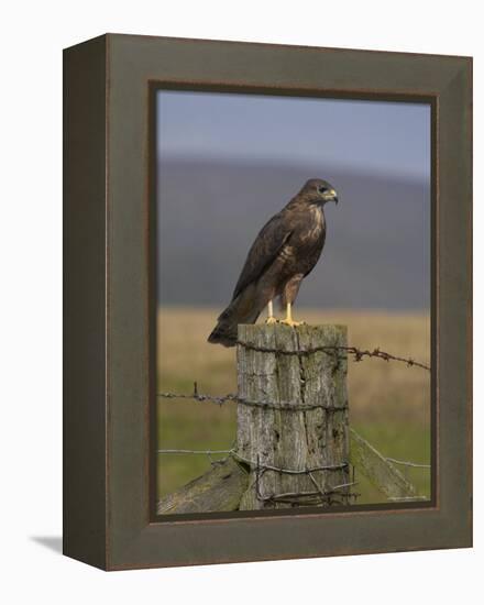 Bzzard (Buteo Buteo) on Fence Post, Captive, Cumbria, England, United Kingdom-Steve & Ann Toon-Framed Premier Image Canvas