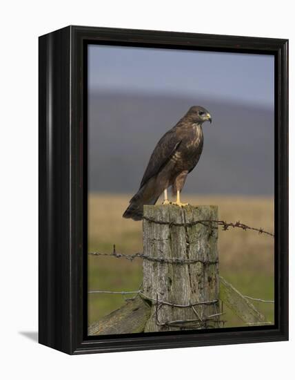 Bzzard (Buteo Buteo) on Fence Post, Captive, Cumbria, England, United Kingdom-Steve & Ann Toon-Framed Premier Image Canvas