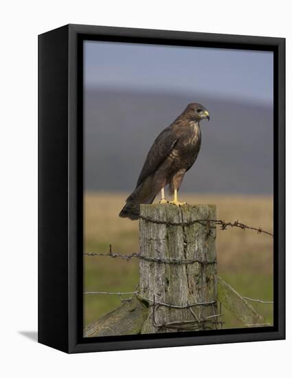 Bzzard (Buteo Buteo) on Fence Post, Captive, Cumbria, England, United Kingdom-Steve & Ann Toon-Framed Premier Image Canvas