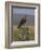 Bzzard (Buteo Buteo) on Fence Post, Captive, Cumbria, England, United Kingdom-Steve & Ann Toon-Framed Photographic Print