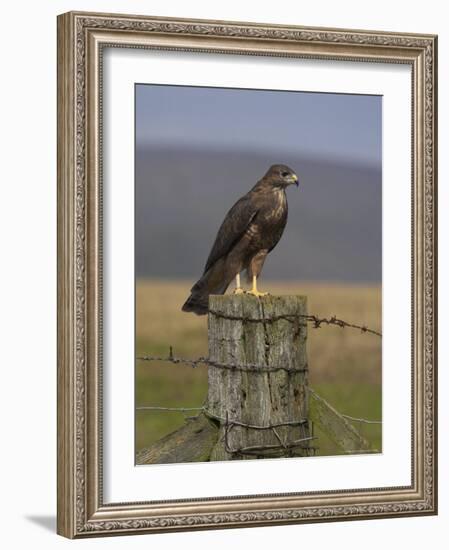 Bzzard (Buteo Buteo) on Fence Post, Captive, Cumbria, England, United Kingdom-Steve & Ann Toon-Framed Photographic Print