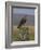 Bzzard (Buteo Buteo) on Fence Post, Captive, Cumbria, England, United Kingdom-Steve & Ann Toon-Framed Photographic Print