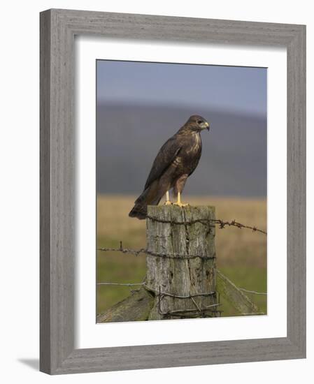 Bzzard (Buteo Buteo) on Fence Post, Captive, Cumbria, England, United Kingdom-Steve & Ann Toon-Framed Photographic Print