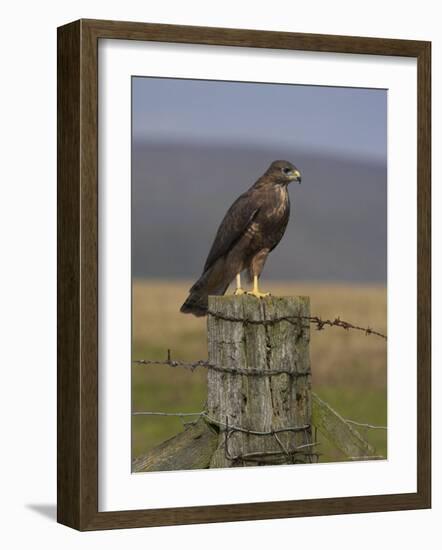 Bzzard (Buteo Buteo) on Fence Post, Captive, Cumbria, England, United Kingdom-Steve & Ann Toon-Framed Photographic Print