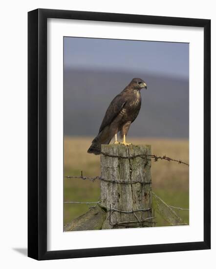 Bzzard (Buteo Buteo) on Fence Post, Captive, Cumbria, England, United Kingdom-Steve & Ann Toon-Framed Photographic Print