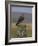 Bzzard (Buteo Buteo) on Fence Post, Captive, Cumbria, England, United Kingdom-Steve & Ann Toon-Framed Photographic Print