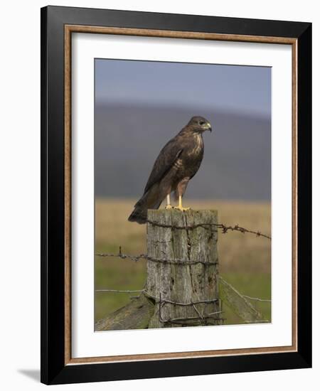 Bzzard (Buteo Buteo) on Fence Post, Captive, Cumbria, England, United Kingdom-Steve & Ann Toon-Framed Photographic Print
