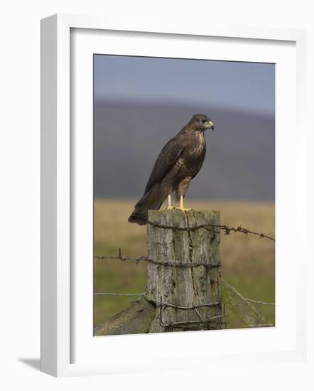 Bzzard (Buteo Buteo) on Fence Post, Captive, Cumbria, England, United Kingdom-Steve & Ann Toon-Framed Photographic Print