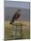 Bzzard (Buteo Buteo) on Fence Post, Captive, Cumbria, England, United Kingdom-Steve & Ann Toon-Mounted Photographic Print
