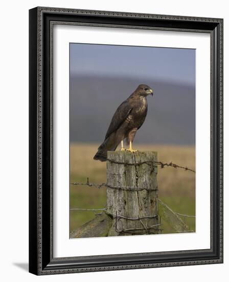 Bzzard (Buteo Buteo) on Fence Post, Captive, Cumbria, England, United Kingdom-Steve & Ann Toon-Framed Photographic Print