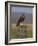 Bzzard (Buteo Buteo) on Fence Post, Captive, Cumbria, England, United Kingdom-Steve & Ann Toon-Framed Photographic Print