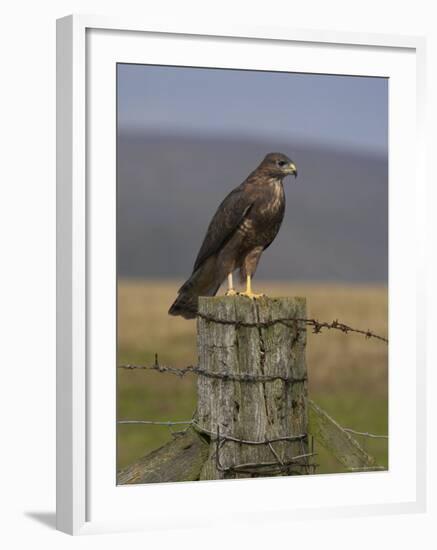 Bzzard (Buteo Buteo) on Fence Post, Captive, Cumbria, England, United Kingdom-Steve & Ann Toon-Framed Photographic Print