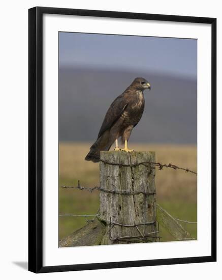 Bzzard (Buteo Buteo) on Fence Post, Captive, Cumbria, England, United Kingdom-Steve & Ann Toon-Framed Photographic Print