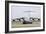 C-17 Globemaster Iii of the Royal Air Force-Stocktrek Images-Framed Photographic Print