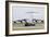 C-17 Globemaster Iii of the Royal Air Force-Stocktrek Images-Framed Photographic Print
