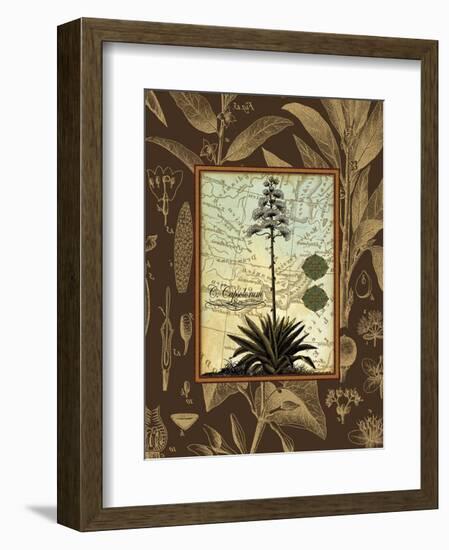 C. Capsolorum-Karl Rattner-Framed Art Print