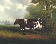 Prize Heifer-C^D^ Lange-Giclee Print