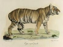 A Female Royal Tiger-C. de Last-Mounted Giclee Print