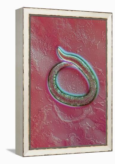 C. Elegans Mutant Worm, Light Micrograph-Sinclair Stammers-Framed Premier Image Canvas