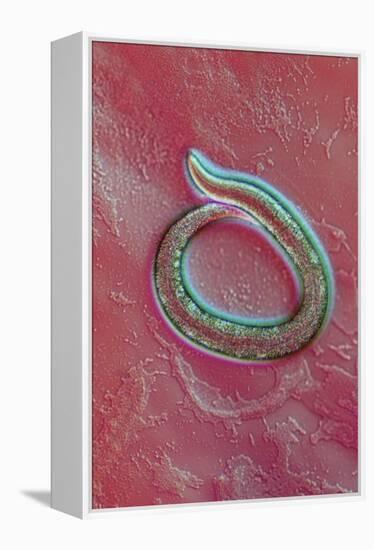 C. Elegans Mutant Worm, Light Micrograph-Sinclair Stammers-Framed Premier Image Canvas