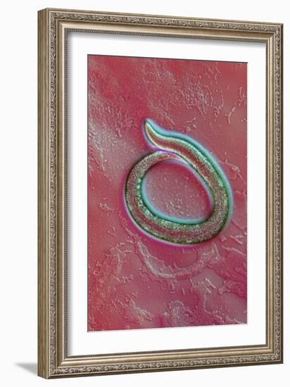 C. Elegans Mutant Worm, Light Micrograph-Sinclair Stammers-Framed Photographic Print