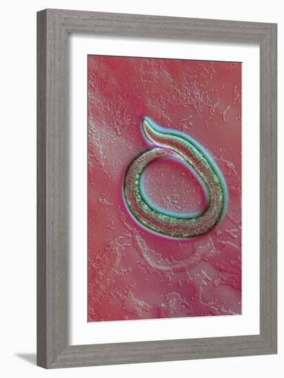 C. Elegans Mutant Worm, Light Micrograph-Sinclair Stammers-Framed Photographic Print