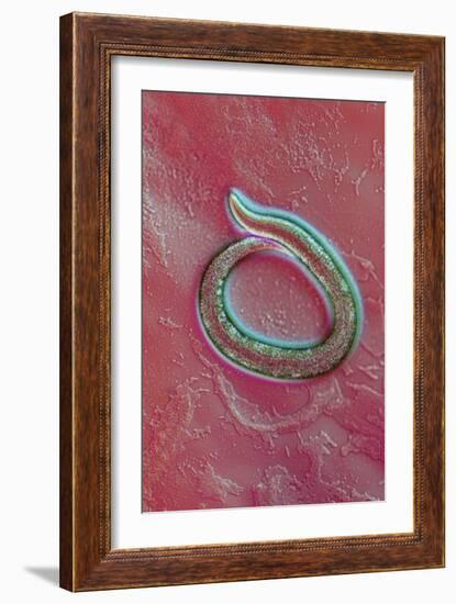 C. Elegans Mutant Worm, Light Micrograph-Sinclair Stammers-Framed Photographic Print