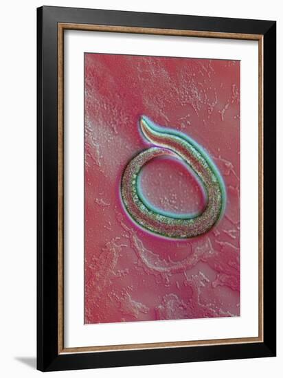 C. Elegans Mutant Worm, Light Micrograph-Sinclair Stammers-Framed Photographic Print