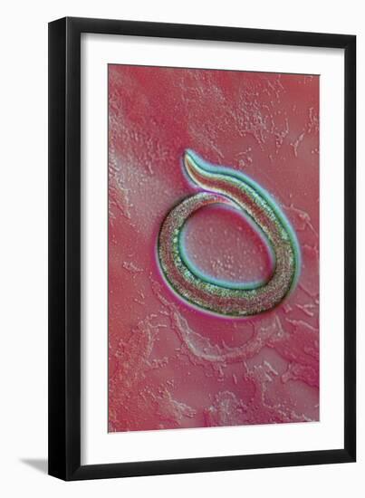 C. Elegans Mutant Worm, Light Micrograph-Sinclair Stammers-Framed Photographic Print
