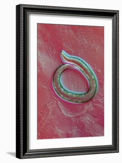 C. Elegans Mutant Worm, Light Micrograph-Sinclair Stammers-Framed Photographic Print