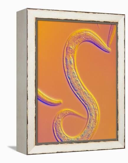 C. Elegans Worm-Sinclair Stammers-Framed Premier Image Canvas