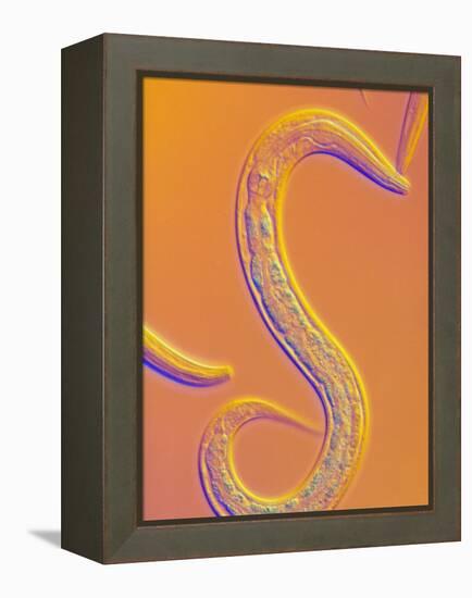 C. Elegans Worm-Sinclair Stammers-Framed Premier Image Canvas