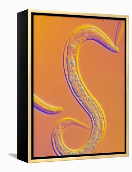 C. Elegans Worm-Sinclair Stammers-Framed Premier Image Canvas