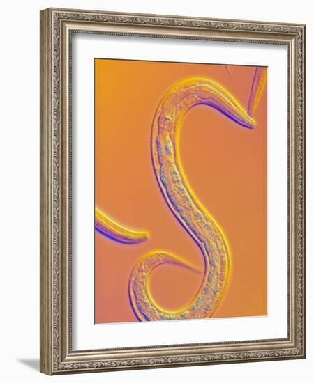 C. Elegans Worm-Sinclair Stammers-Framed Photographic Print