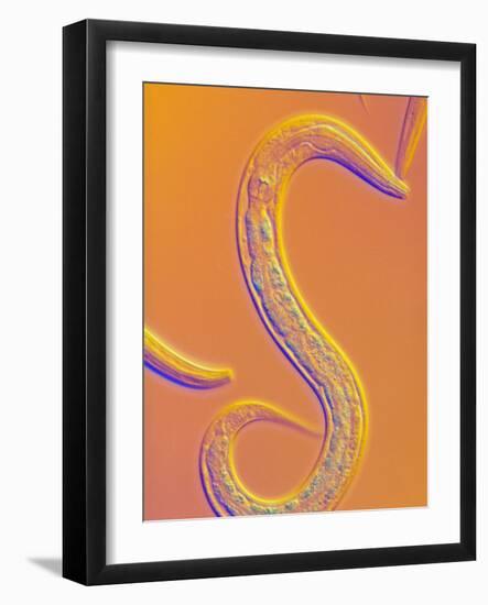 C. Elegans Worm-Sinclair Stammers-Framed Photographic Print