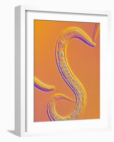 C. Elegans Worm-Sinclair Stammers-Framed Photographic Print