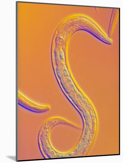 C. Elegans Worm-Sinclair Stammers-Mounted Photographic Print