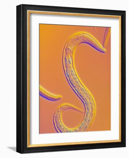 C. Elegans Worm-Sinclair Stammers-Framed Photographic Print