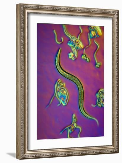 C. Elegans Worms, Light Micrograph-Sinclair Stammers-Framed Photographic Print