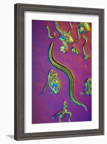 C. Elegans Worms, Light Micrograph-Sinclair Stammers-Framed Photographic Print