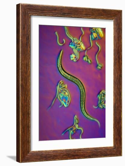 C. Elegans Worms, Light Micrograph-Sinclair Stammers-Framed Photographic Print