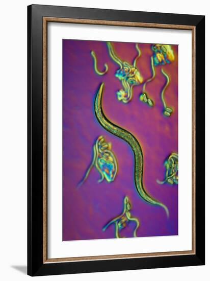 C. Elegans Worms, Light Micrograph-Sinclair Stammers-Framed Photographic Print